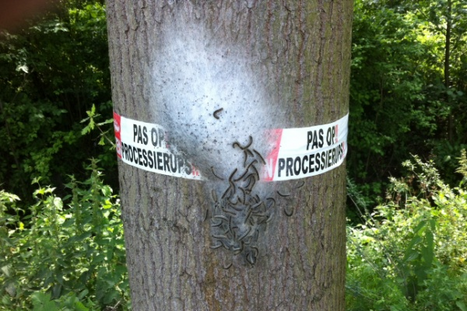 Het nest van de eikenprocessierups